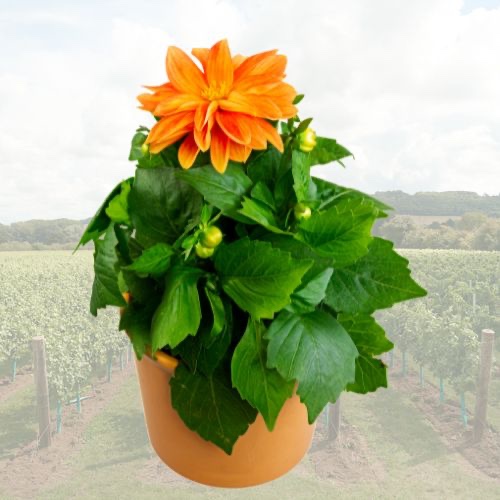 Potted Flowers