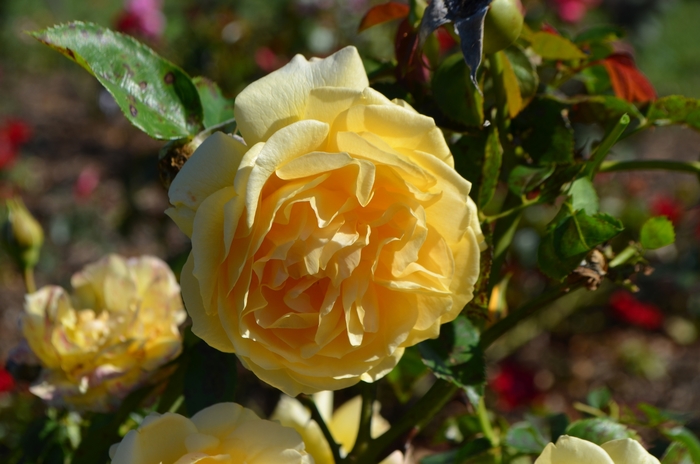 Jump For Joy Tree Rose 5 Gal