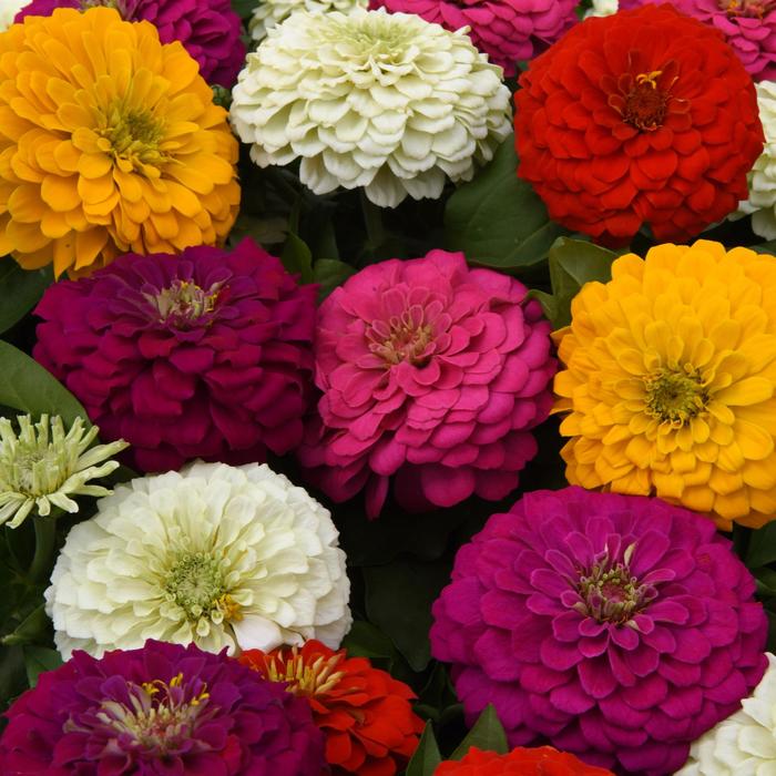 Zinnia Zesty White 1 Gal