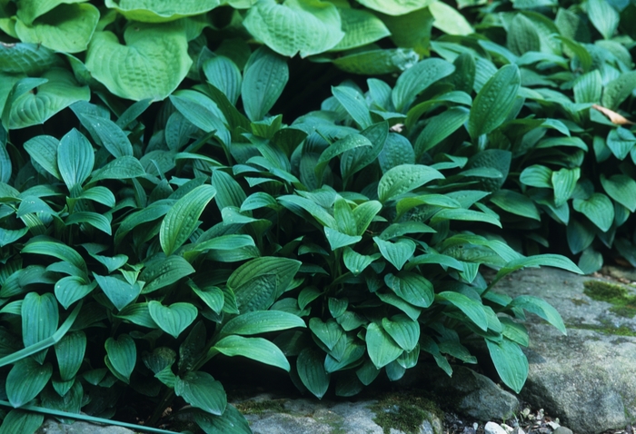 Hosta So Sweet 1 Gal