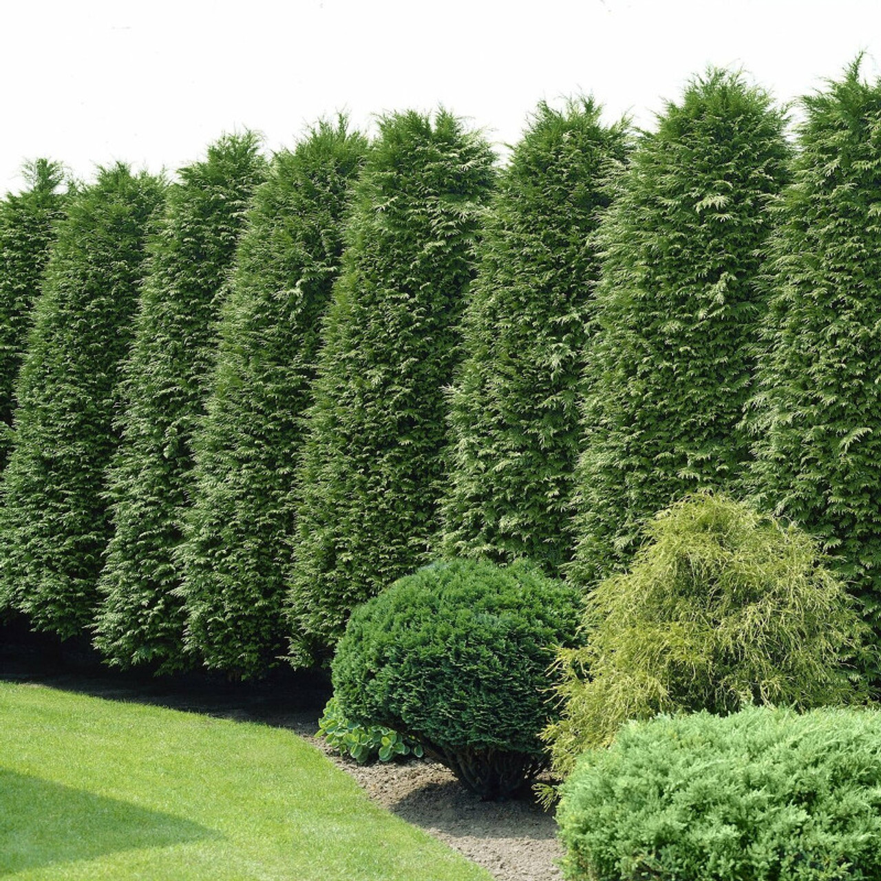 Green Giant Arborvitae