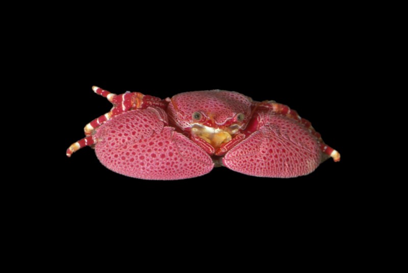 Red Porcelain Crab