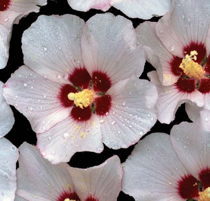 Althea Blushing Bride 5 Gal