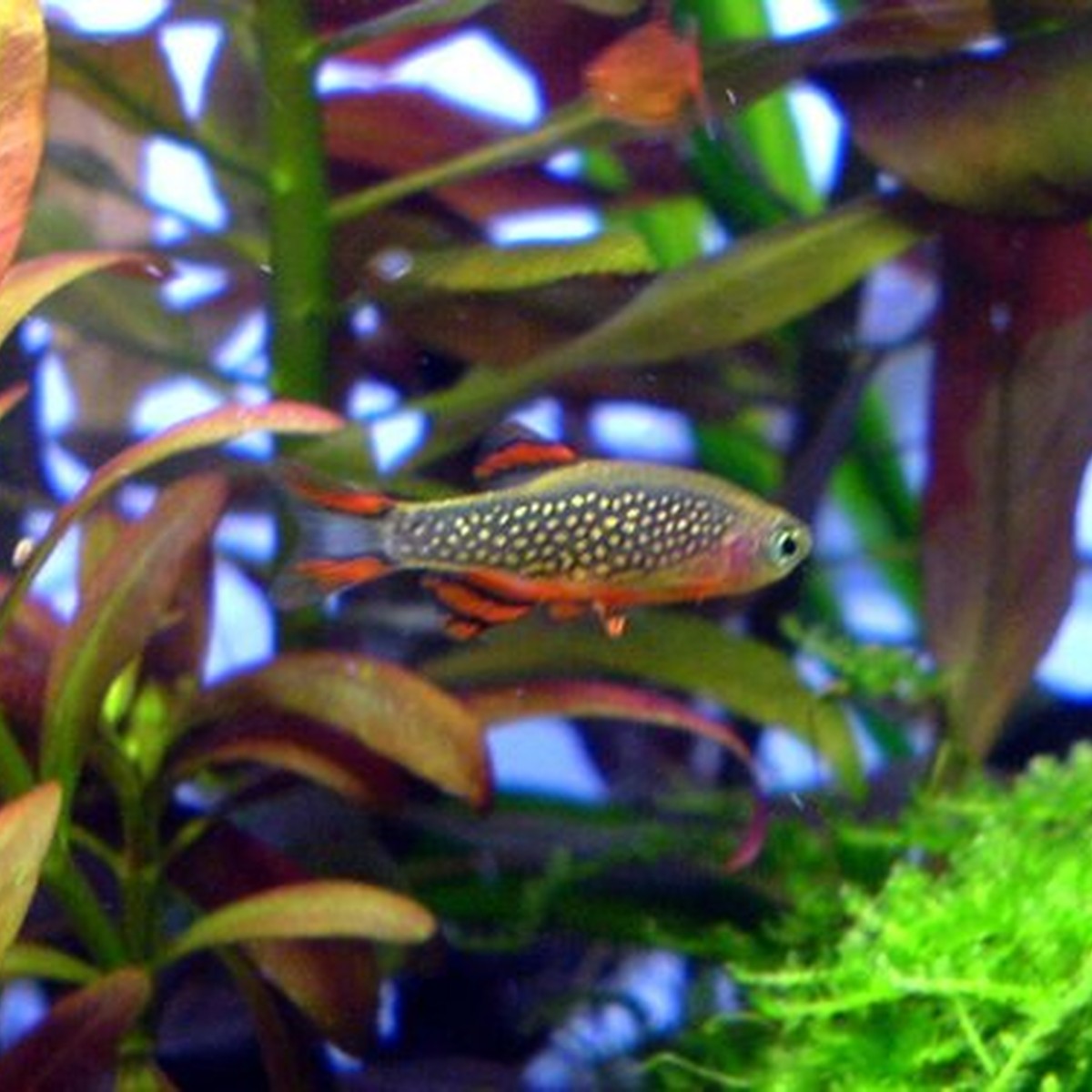 Galaxy Rasbora