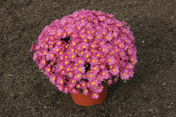 Mum Mary Yellow 3 Gal
