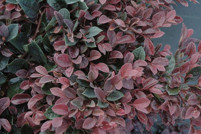 Loropetalum Purple Diamond 1 Gal