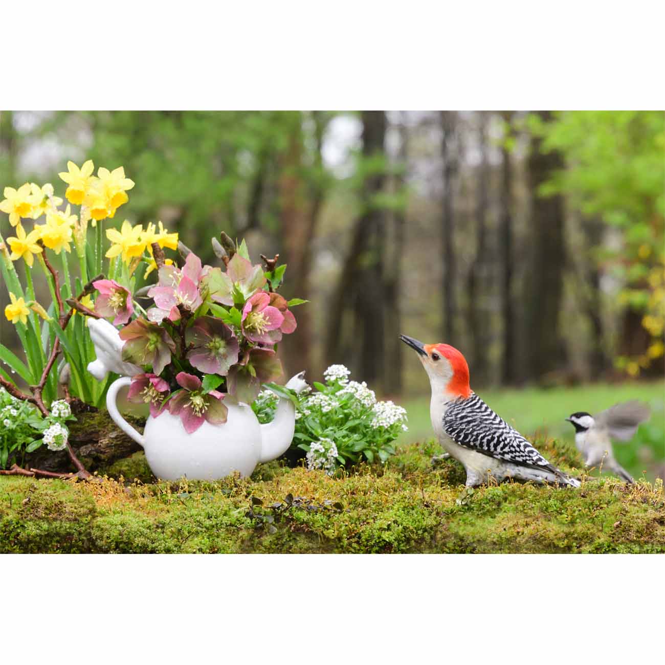 Hello Spring!