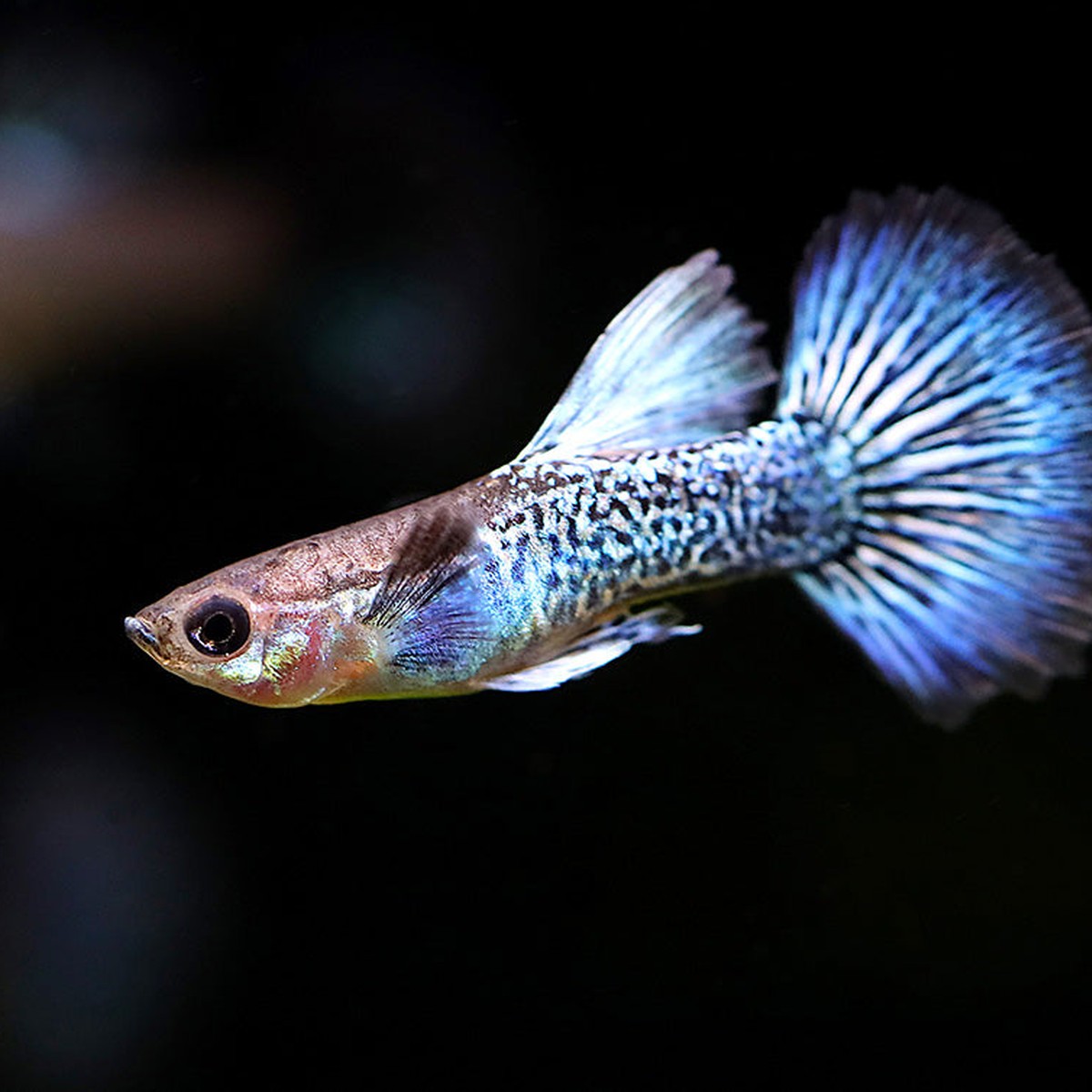 Blue Dragon Guppy - Pair