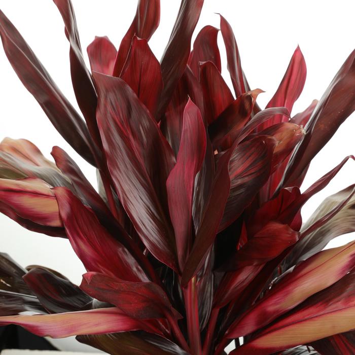Sansevieria Laurentii 12"