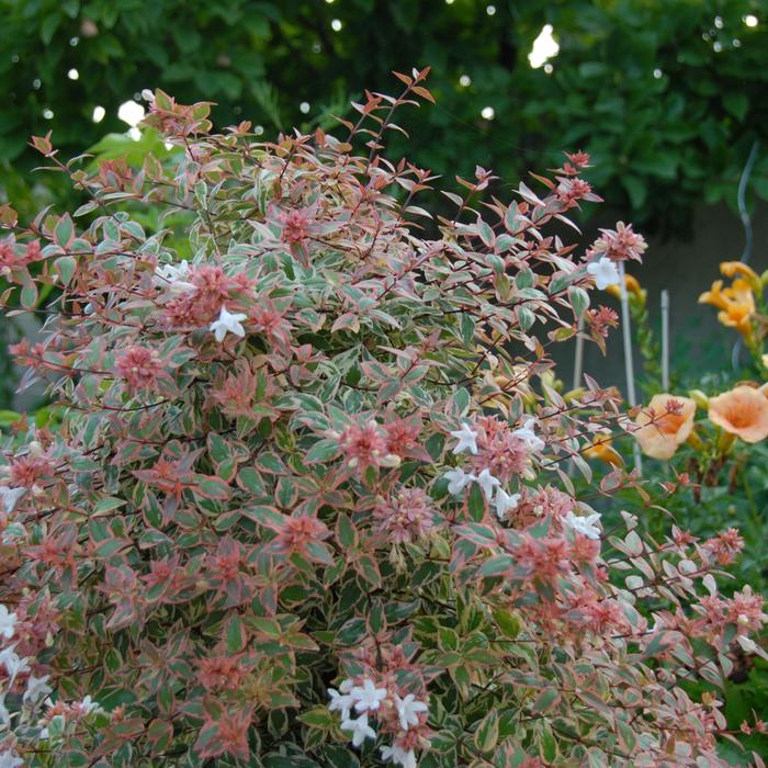 Abelia Twist Of Lemon 3 Gal