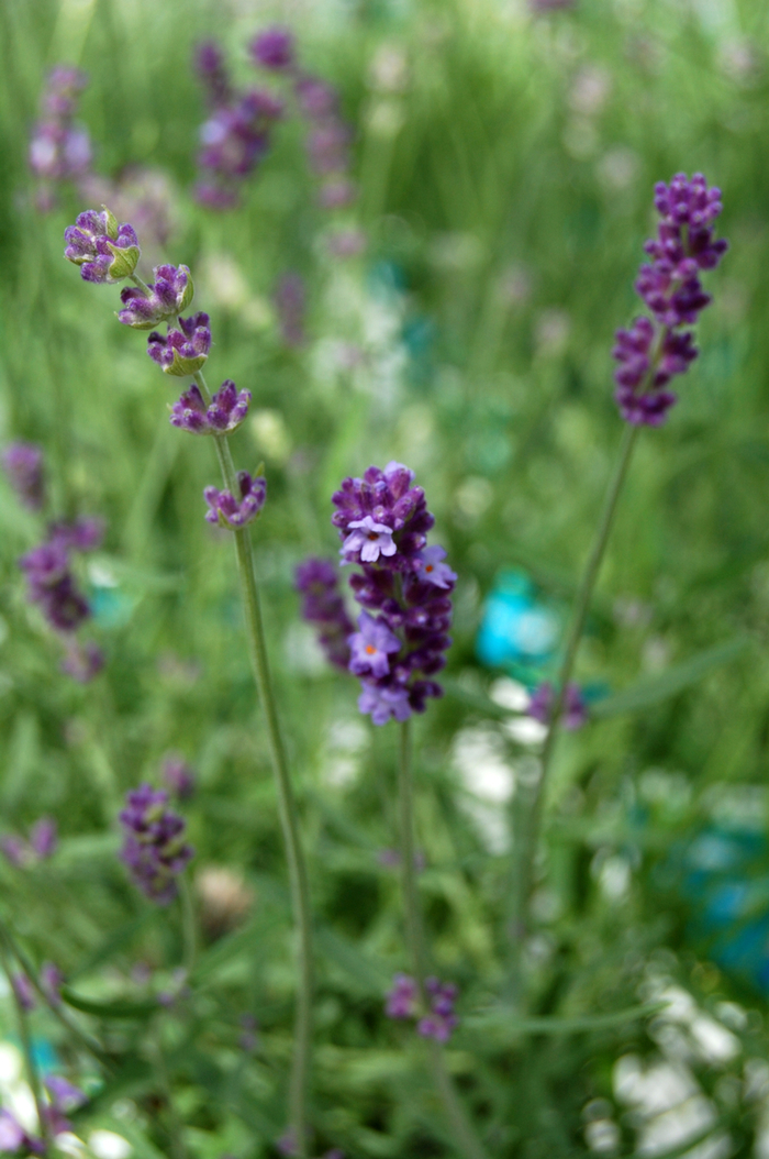 Lavender Anouk Burgundy 1 Gal