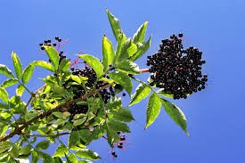 Elderberry (Sambucus)