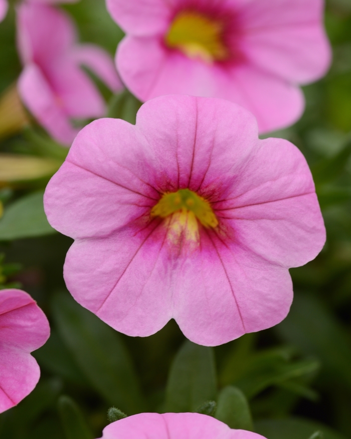 Million Bells Conga Pink Kiss Quart