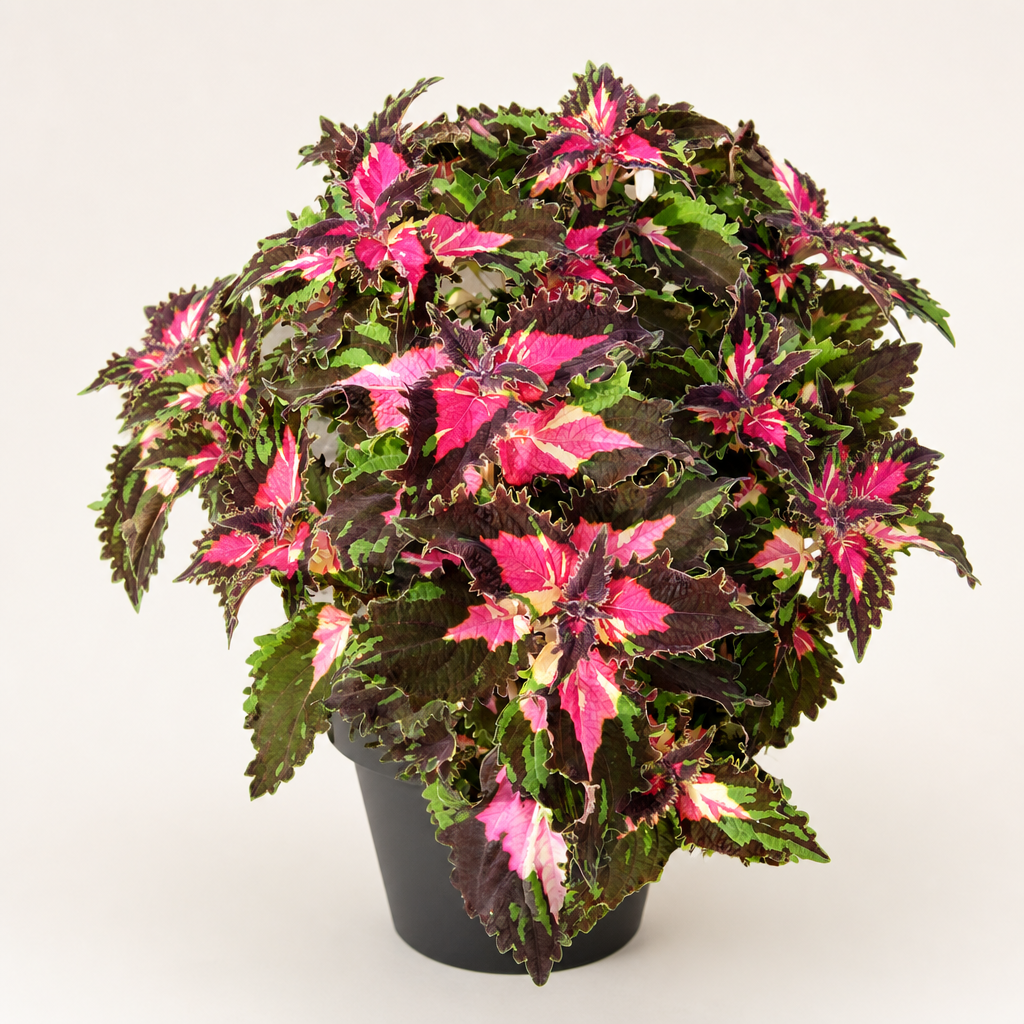 Coleus Dazzler - 2x Mini Plug Plants - Rare Coleus