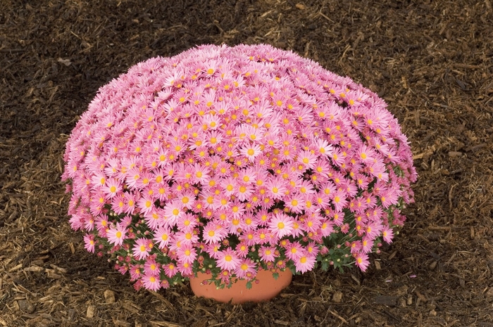 Mum Cheryl Frosty White 3 Gal