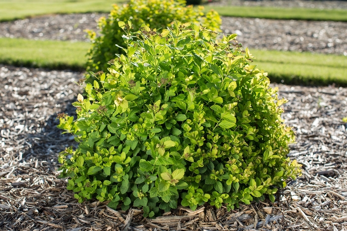 Spirea White Frost 3 Gal