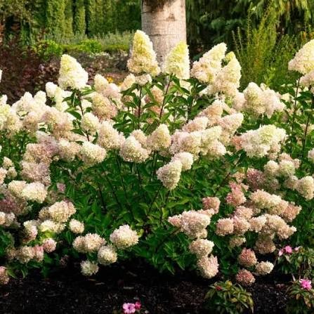Dragon Baby Hydrangea, 2 gallon