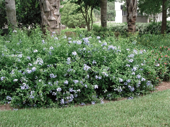 Plumbago Ocean Blue 1 Gal