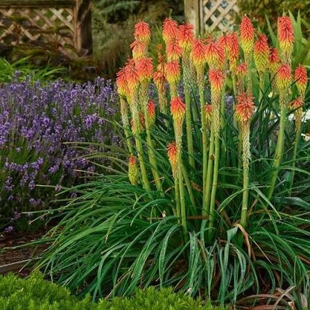 Fire Dance Torch Lily (Kniphofia), 1 gallon