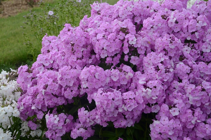 Phlox Fashionable Early Princess 1 Gal