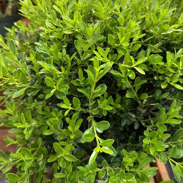 Boxwood Variegated 25 Gal 5' Cone