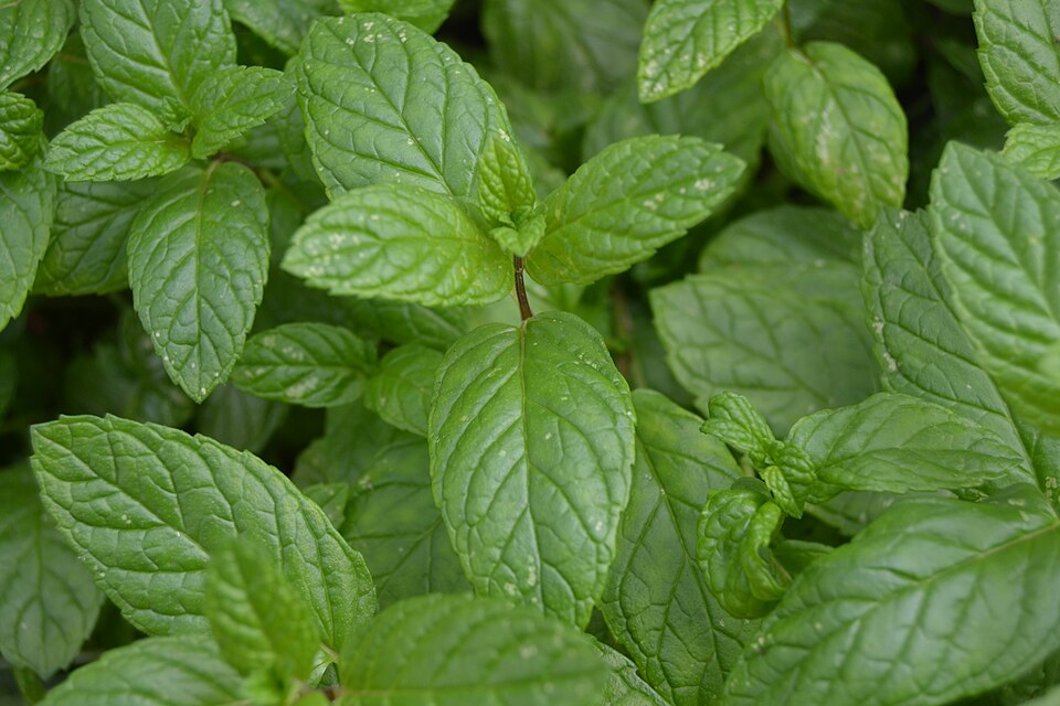 Burpee Mini Mojito