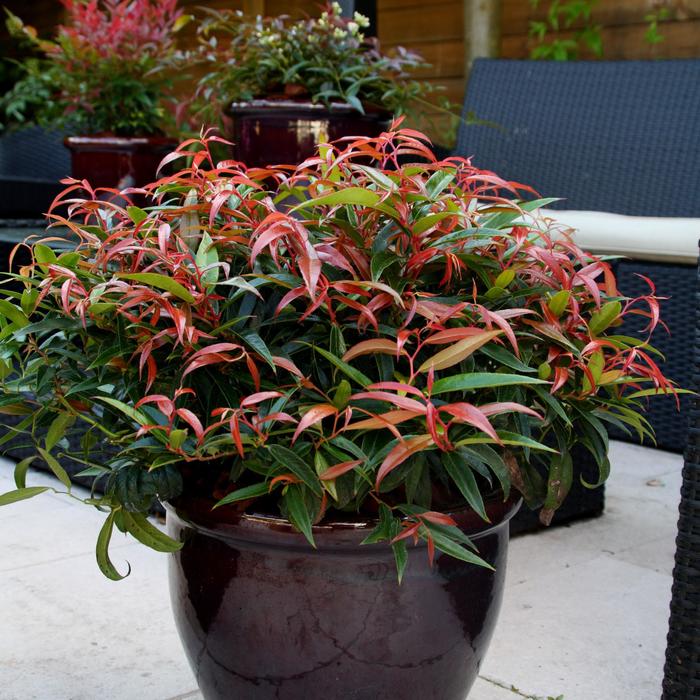 Leucothoe Burning Love 3 Gal