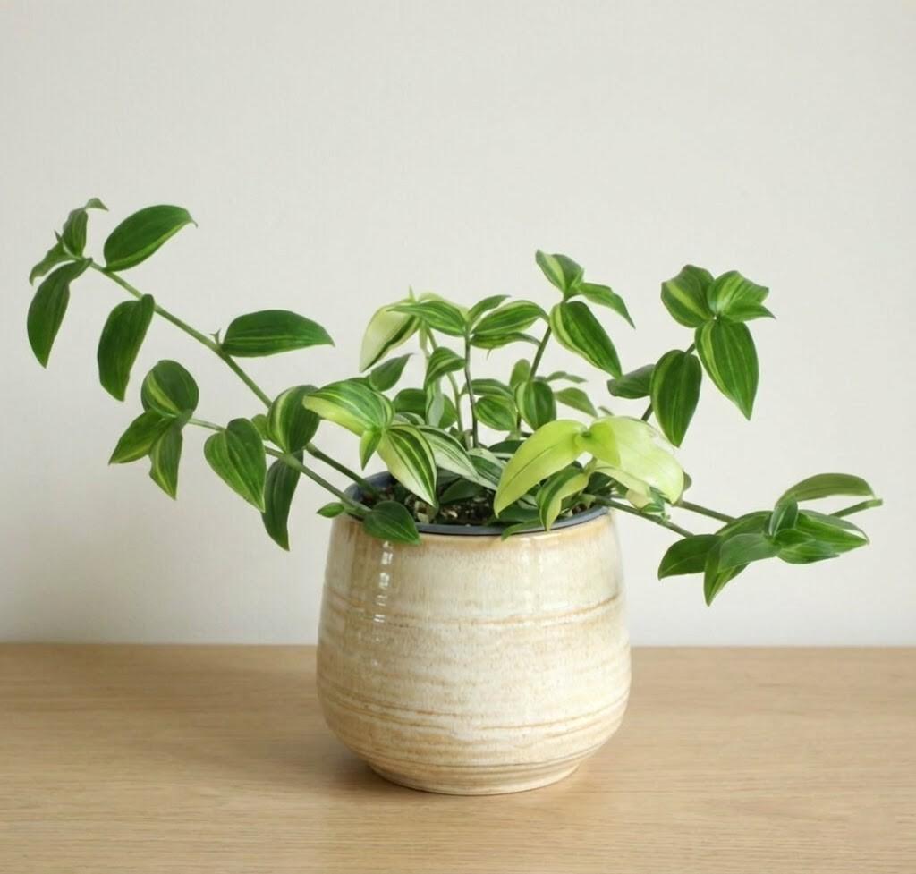 Tradescantia fluminensis ‘Yellow Hill’ - Mini Plug Plant Houseplant - Easy Care