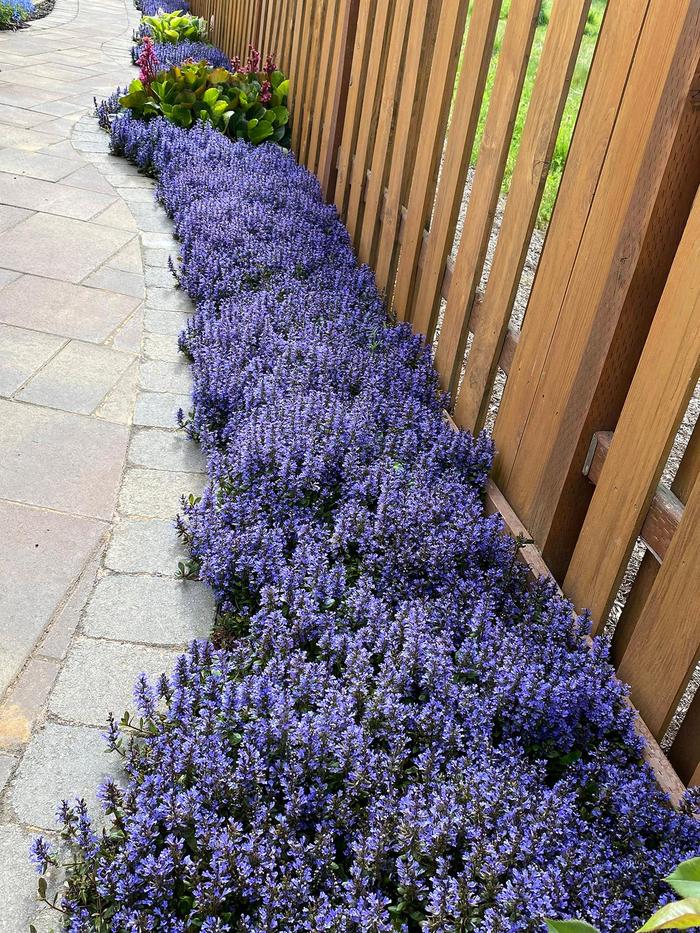 Ajuga Bronze Beauty Quart