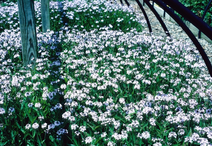 Verbena Santos 1 Gal