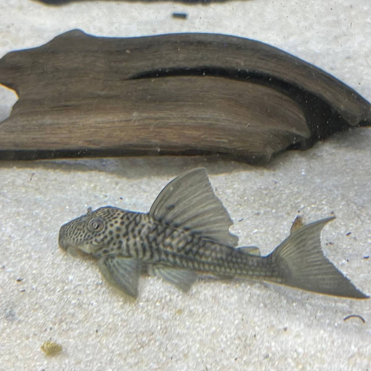Ghost Pleco L141