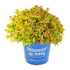 Pineapple Poprocks Spirea, 3 gallon