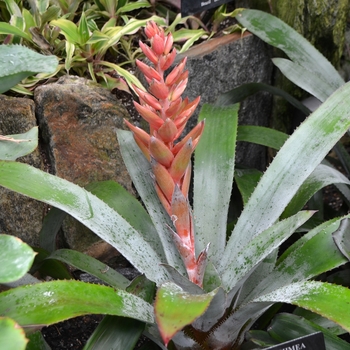 Bromeliad 6''