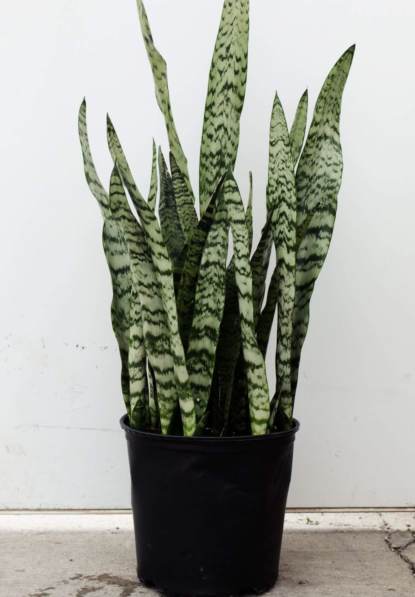 Sansevieria Zeylanica