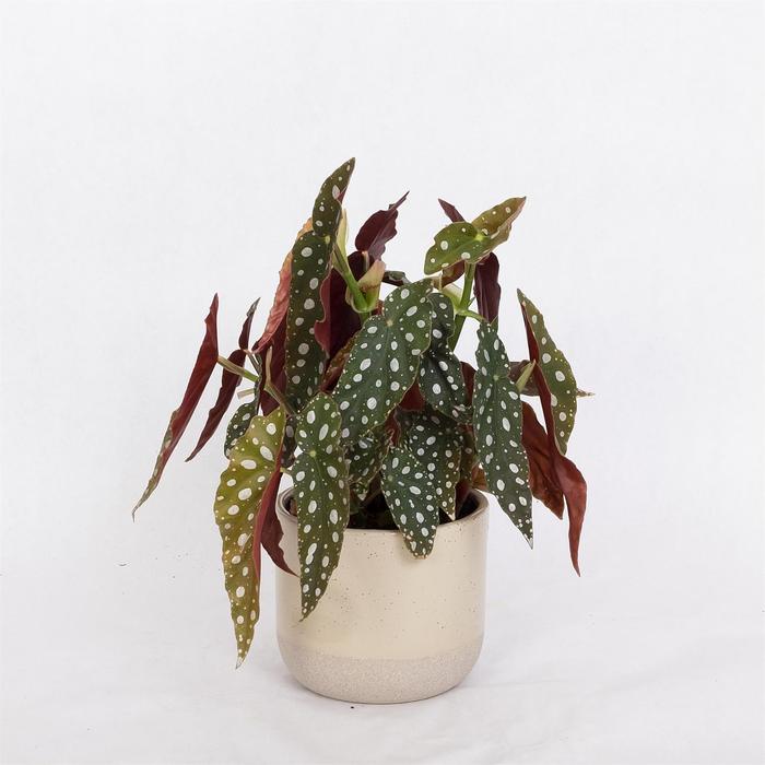 Begonia Rex Lavender Quart