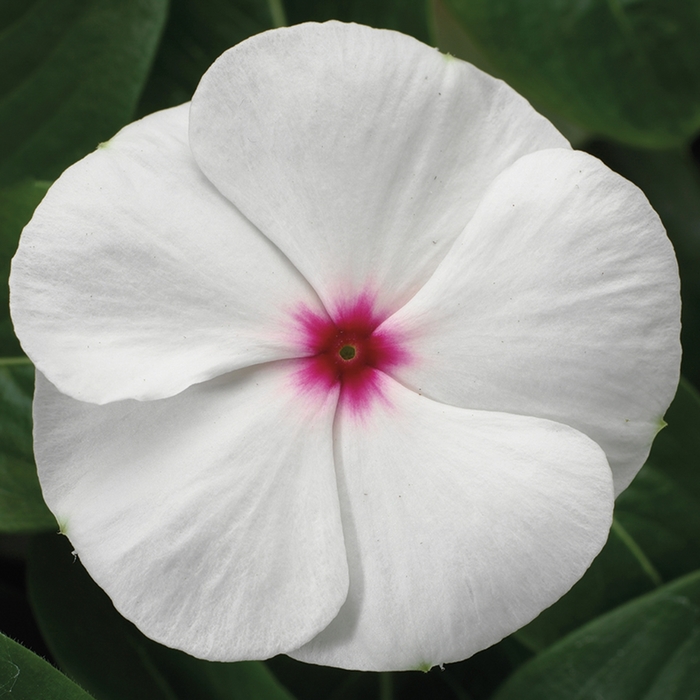 Vinca Tattoo Black Cherry 1 Gal