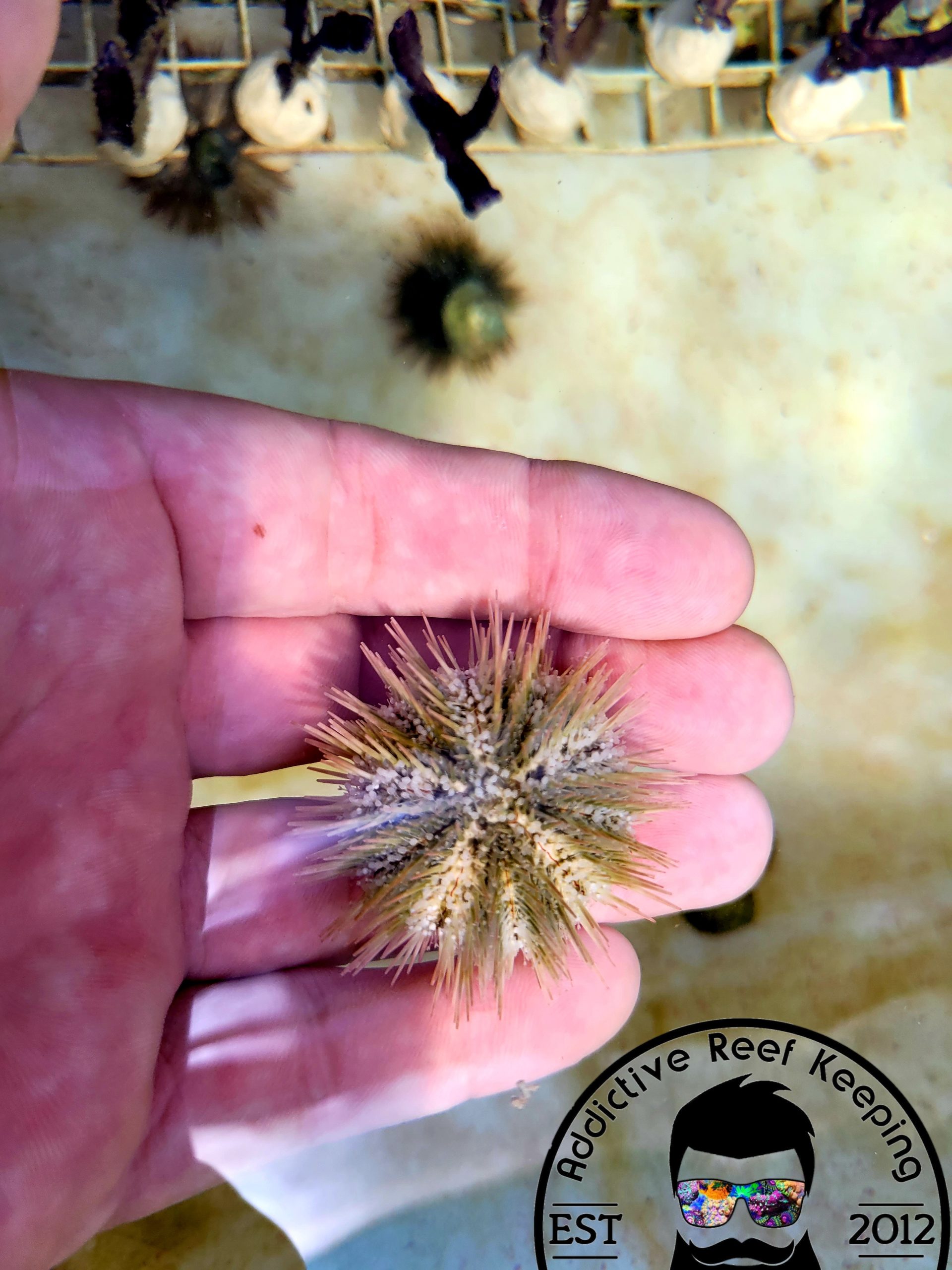 Pin cushion Urchin (Lytechinus variegatus) – Small to Medium- Algae Eater