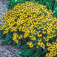 Goldsturm Black-Eyed Susan (Rudbeckia), 1 gallon