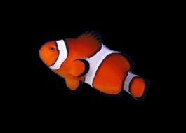 Wild Ocellaris Clownfish