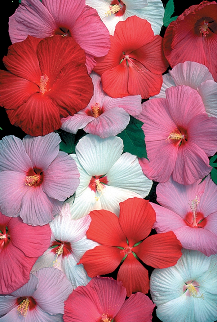 Hardy Hibiscus Marshmallow Moon 3 Gal
