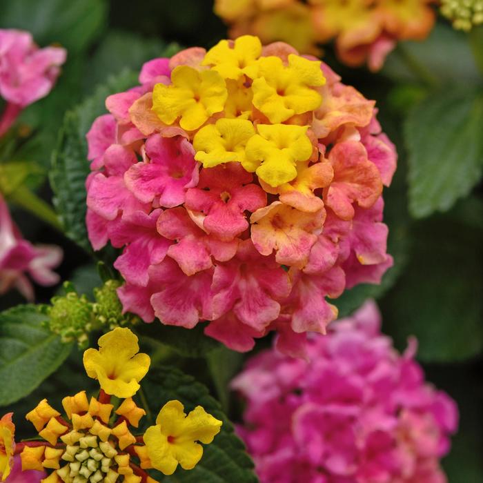 Lantana Shamrock Yellow 1 Gal