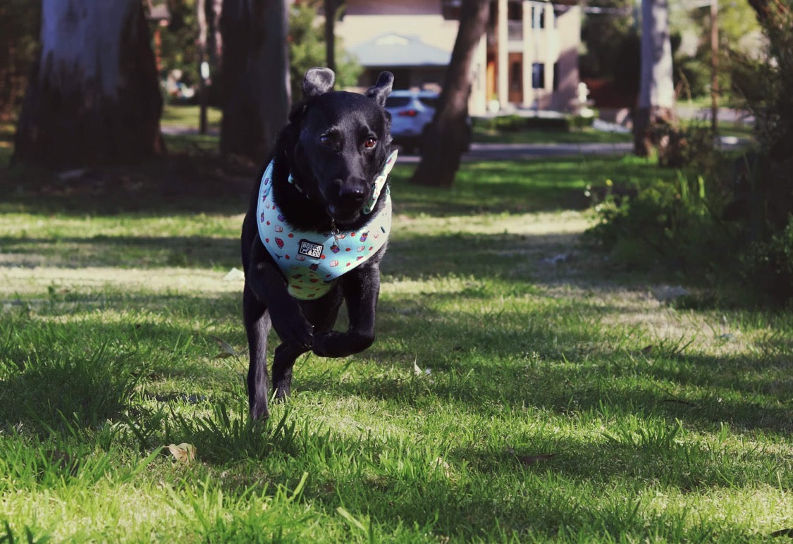 Padded Harness – Peanut Butter & Jelly — photo 9