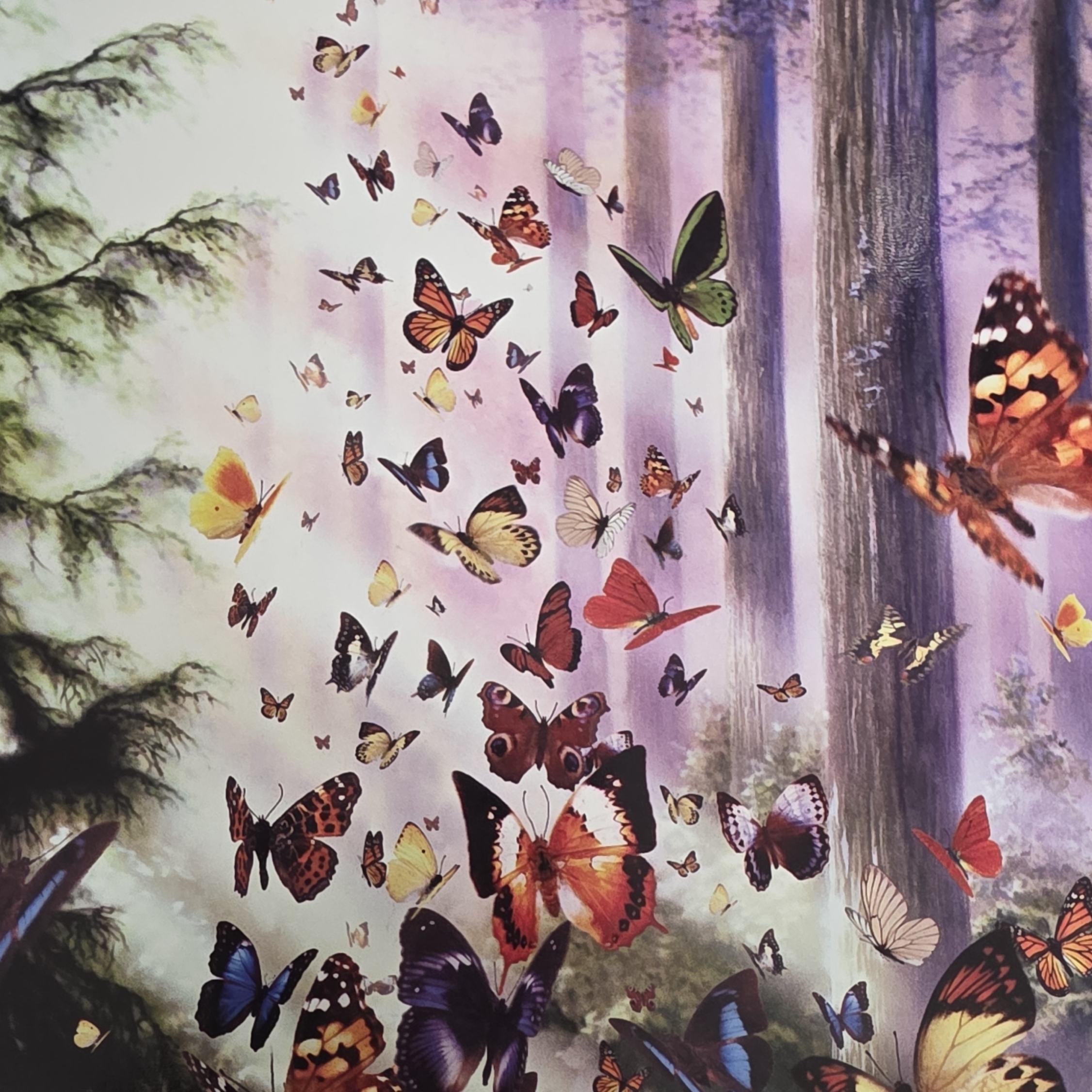 Butterflies's - Blank