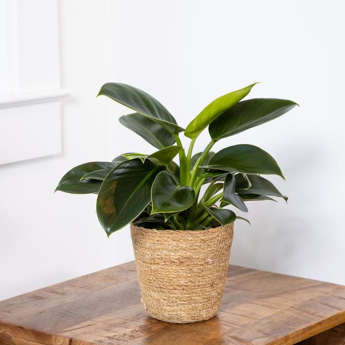 Philodendron Cordatum Lemon 6''
