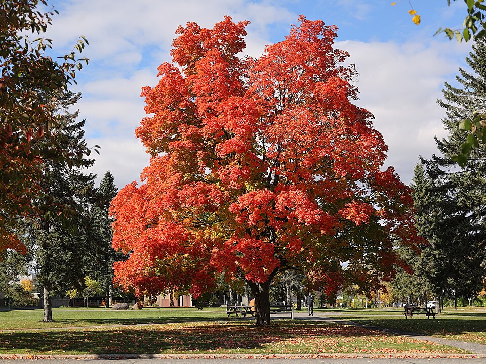 Acer saccharum 'Bailsta' (Fall Fiesta® Maple)