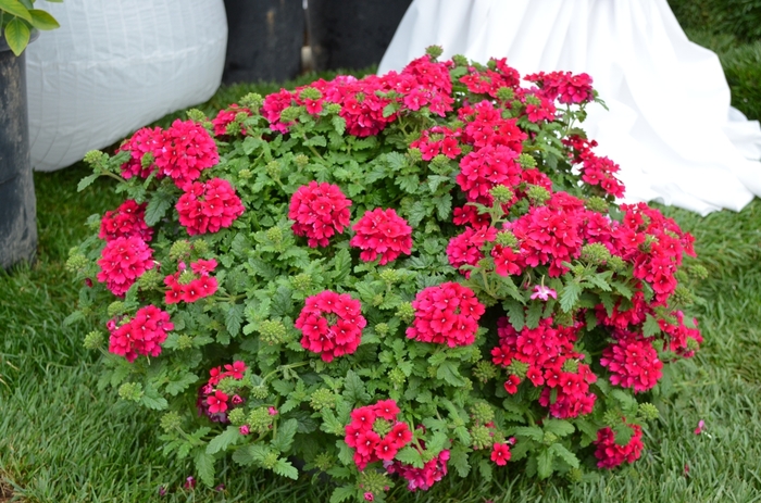 Verbena Red Star 1 Gal