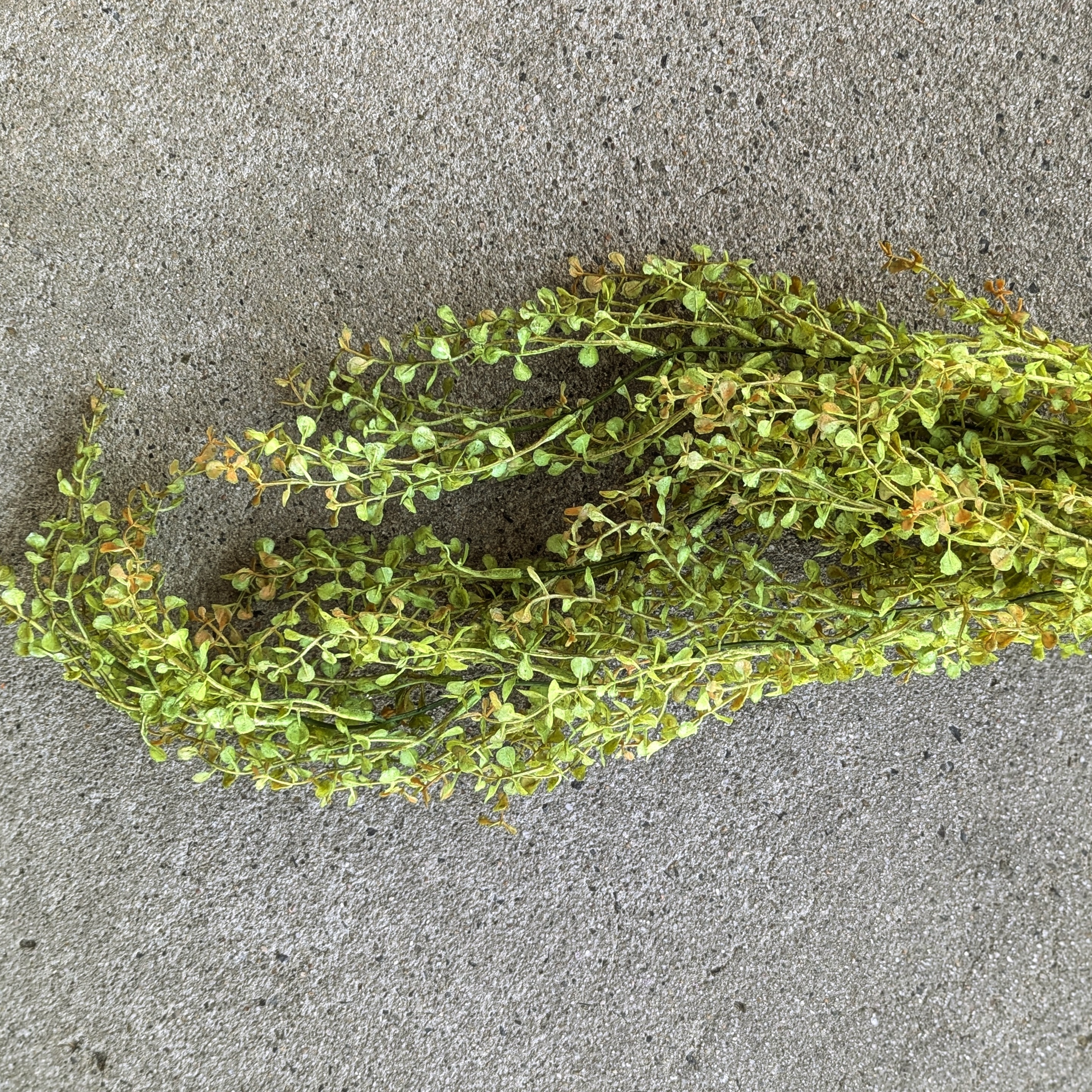 Hanging baby's grass bush