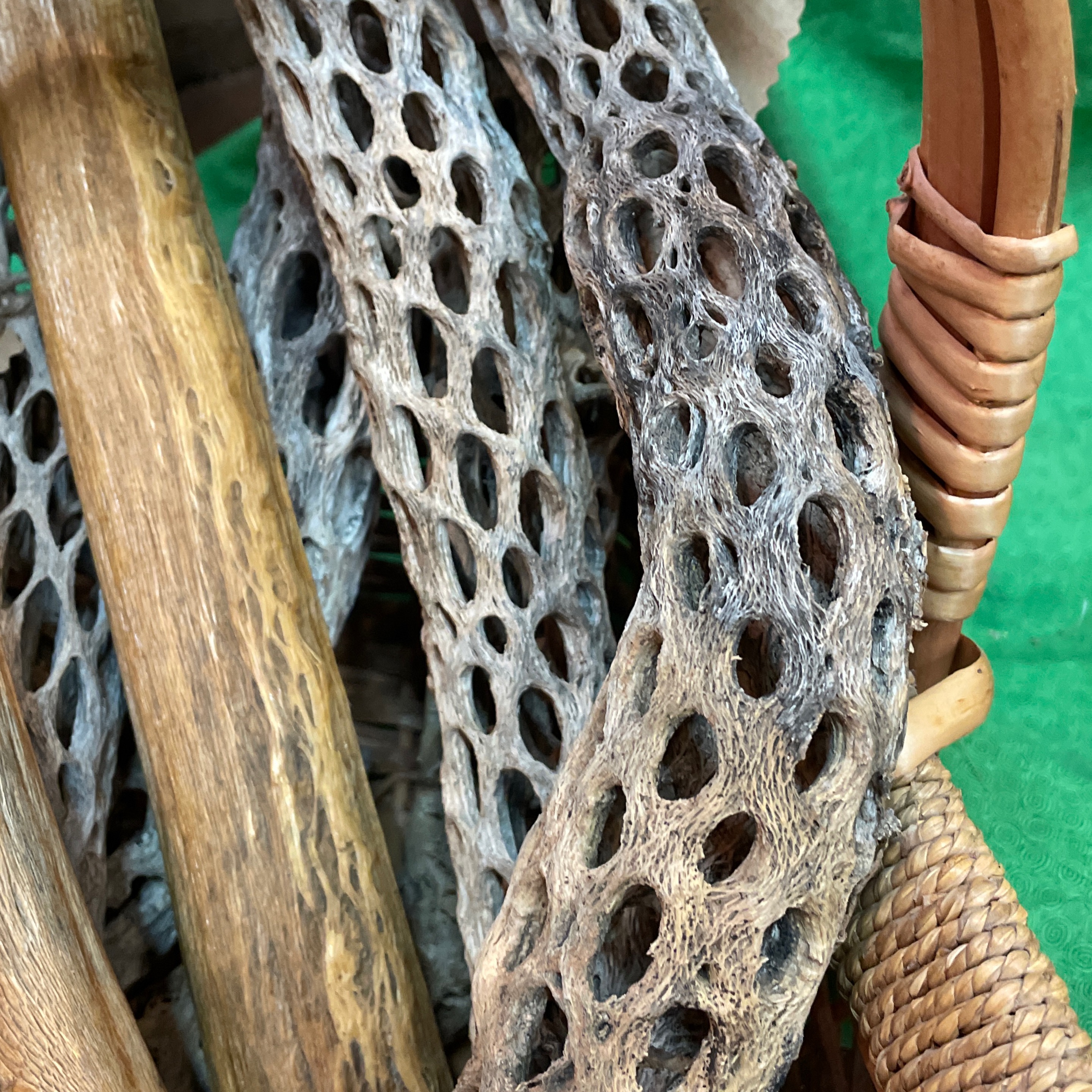 Cholla Cactus Stick