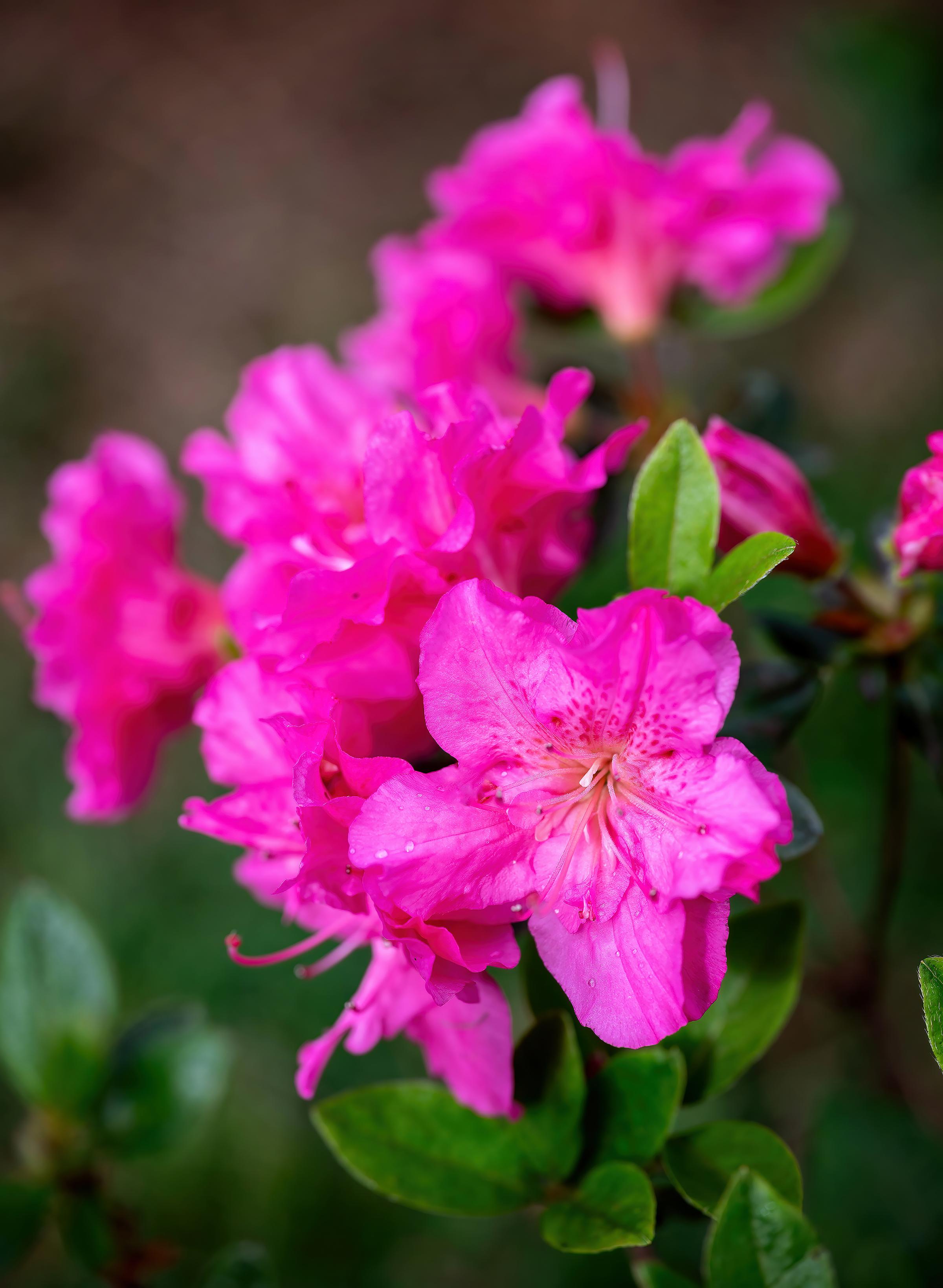 Azalea 'Blaauw's Pink'