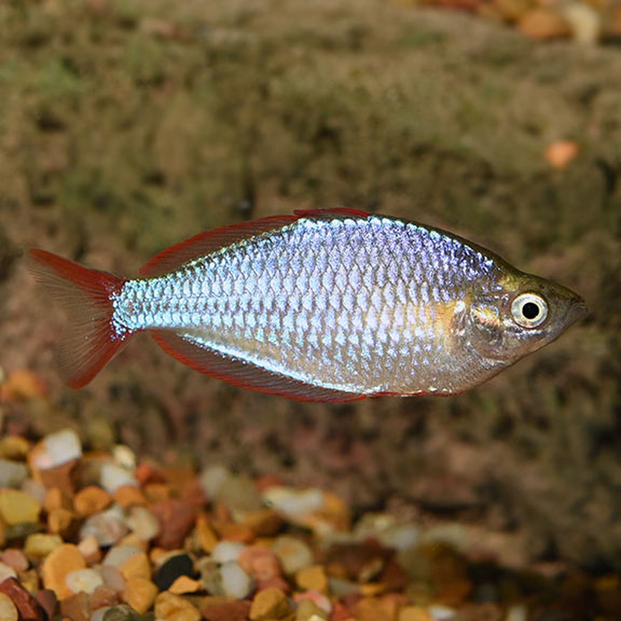 Dwarf Kamaka Rainbow